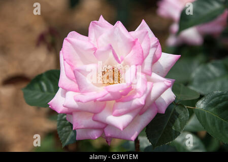 Rose or Pink Rose in Garden Stock Photo