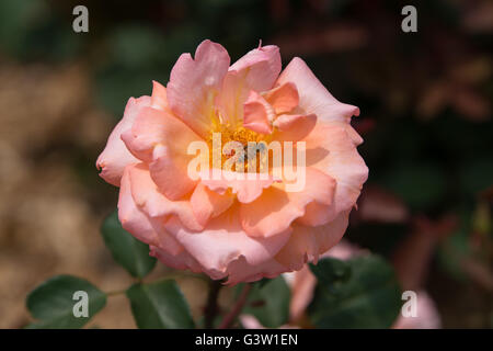 Rose or Pink Rose in Garden Stock Photo