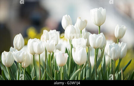 delicate white tulips bloomed in early spring in a city Park Stock Photo