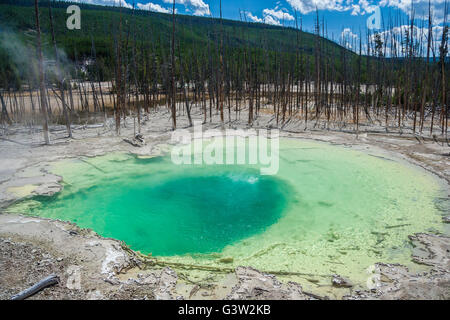 Green Cistern Spring In The Norris Geyser Basin at Yellowstone National ...