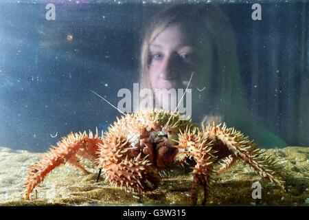 Lead Aquarist Rowena Kennedy examines a Spiny Crab in a quarantine holding tank at SEA LIFE London Aquarium. Stock Photo