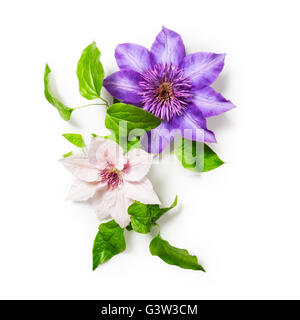 Clematis flowers bunch isolated on white background clipping path included. Floral design. Top view, flat lay Stock Photo