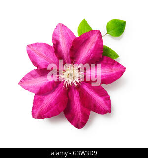 Pink clematis flower with leaves. Single object isolated on white background clipping path included. Summer garden flowers Stock Photo
