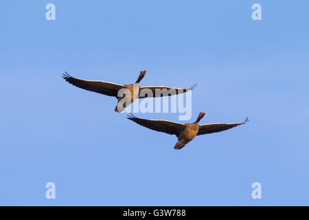 Two migrating greylag geese / graylag goose (Anser anser) in flight against blue sky