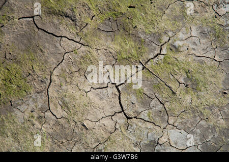 Cracks in the mud on a hot day at Holkham. Stock Photo