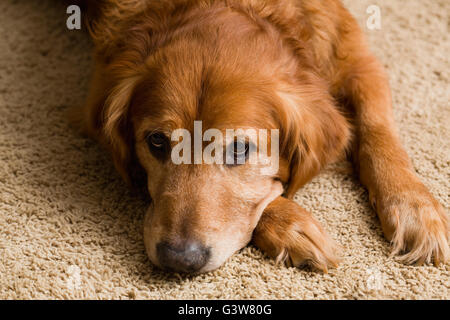 Golden Retriever lying on the carpet Stock Photo - Alamy