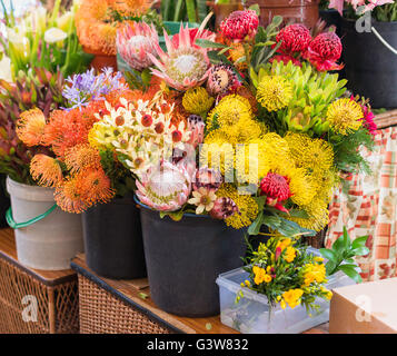 yellow orange and red flowers on market funchal on madeira island Stock Photo
