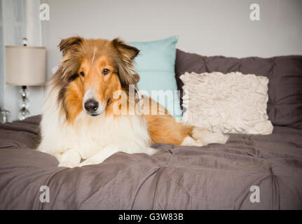 Collie dog lying on bed in bedroom Stock Photo