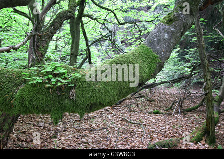 Old lodgepole branch of beech tree covered with moss - detail