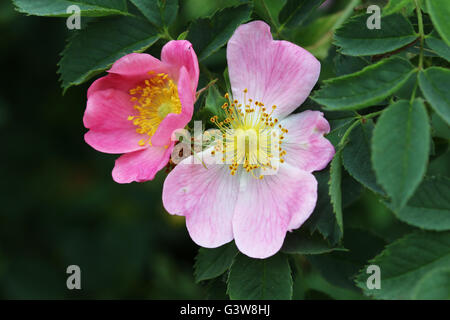 Bloom of wild rose shrub Stock Photo