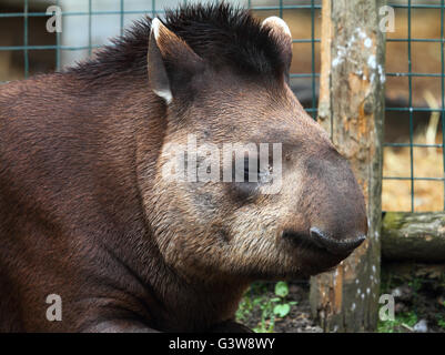 South American Tapir (Tapirus terrestris) Stock Photo