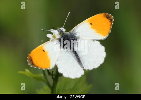 Orange tip butterfly (Anthocharis cardamines) at  rest in a field hedgerow habitat, Nottinghamshire England UK - May Stock Photo