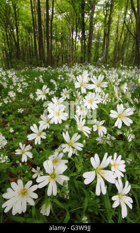 A flush of greater stitchwort (Stellaria holostea) flowers on the floor of  a deciduous forest in Nottinghamshire England UK Stock Photo
