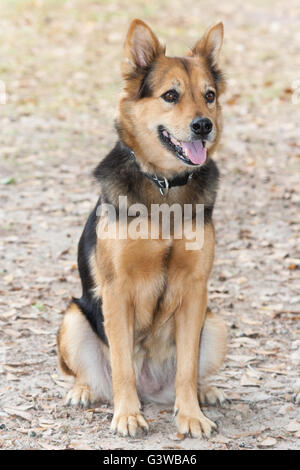 German Shepherd Dog also known as Alsatian Stock Photo