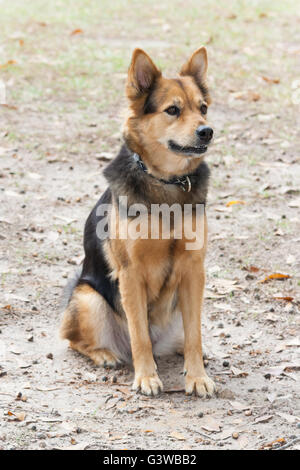 German Shepherd Dog also known as Alsatian Stock Photo