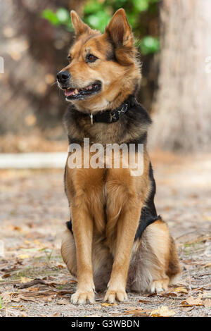 German Shepherd Dog also known as Alsatian Stock Photo