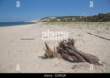 Remains of dead trees on sandy beach with pine trees buried by Great Dune of Pyla in background Southern France Stock Photo