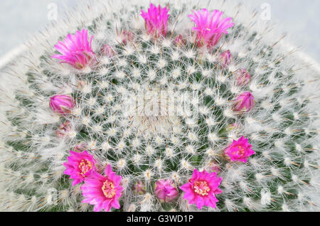 Cephalocereus senilis with pink blossoms, macro, close up on white background, horizontal, cactus with pink blossoms Stock Photo