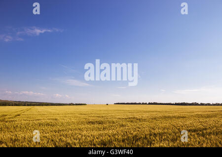 Field of wheat under cloudy sky, summer landscape Stock Photo