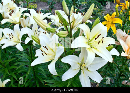 Graceful Lily Flowers - Lilium Stock Photo - Alamy