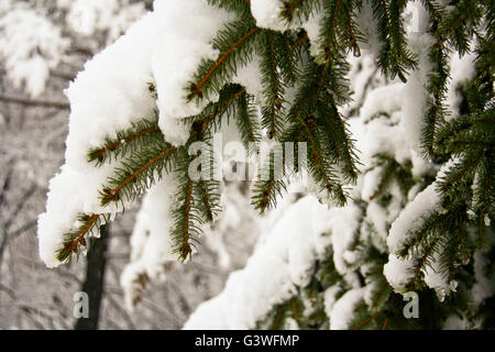 Branches ate in a fluffy snow Stock Photo