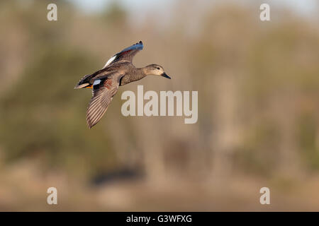 Gadwall Anas strepera male wing flapping Cley Norfolk Stock Photo - Alamy