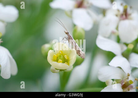 Diamondback moth or Cabbage moth on Sea Kale flowers - Plutella xylostella Stock Photo