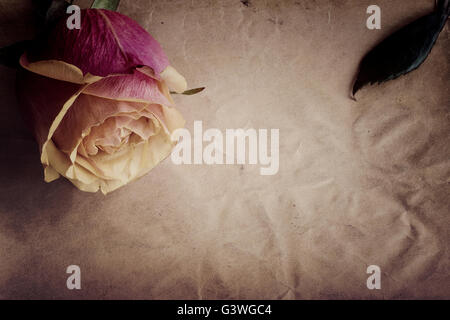 Pink-yellow rose on the slate dark-grey background. Top view. Stock Photo