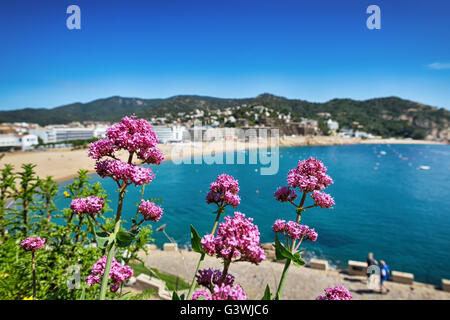Pink flowers on the mountain above Tossa de Mar, Spain Stock Photo