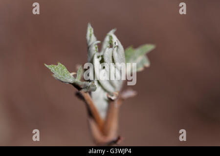 Emerging leaves on an oakleaf hydrangea. Stock Photo