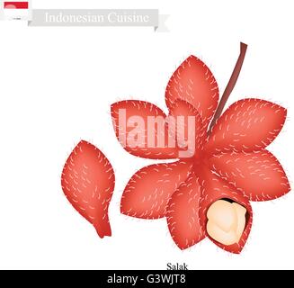 Indonesian Fruit, Illustration of Salak. One of The Most Popular Fruits in Indonesia. Stock Vector