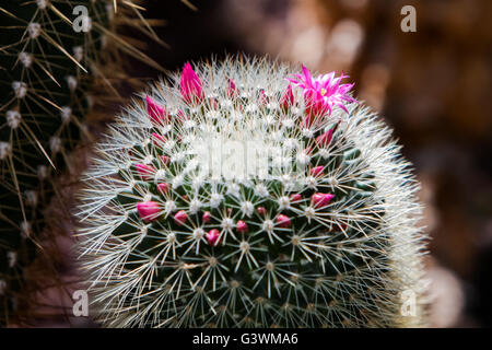 Detail of the spiny pincushion cactus (Mammillaria spinosissima) Stock Photo