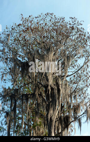 Spanish Moss (Tillandsia usneoides), growing on a old lake-side tree, Lake Butler, Windermere, Orange County, Florida, Stock Photo