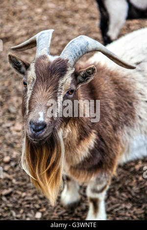 A cute bearded goat staring at camera Stock Photo