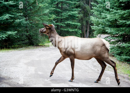 A female elk cow in Jasper in the Canadian Rockies of Alberta. Also known as wapiti or Cervus canadensis, it is one of the world Stock Photo