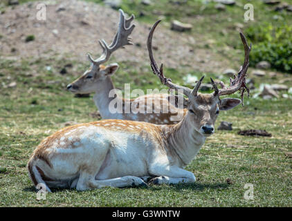 Selective focus on a fallow deer buck with a shedding antler in the foreground. Stock Photo