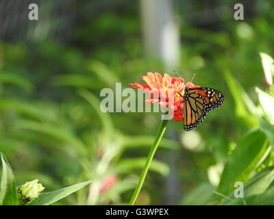A monarch butterfly (Danaus plexippus) feeds on the nectar of a salmon-colored flower.