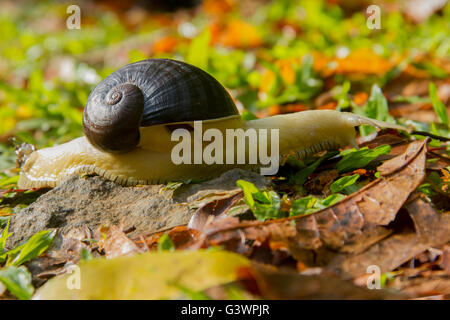 White big snail with black shell Stock Photo