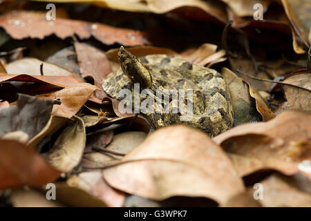 Hump-Nosed Pit Viper camouflage in leaves Stock Photo