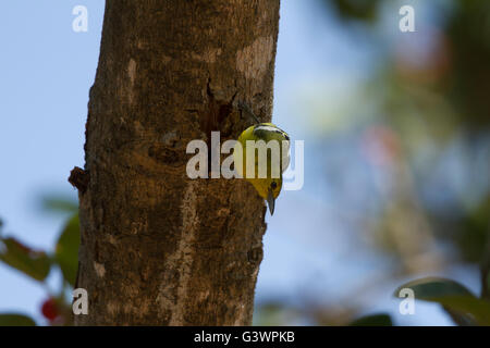 The common iora (Aegithina tiphia) is a small passerine bird found across the tropical Indian subcontinent Stock Photo