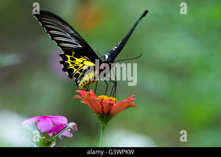 The Southern Birdwing (Troides minos) is a large and striking Swallowtail butterfly endemic to Peninsular India. Stock Photo