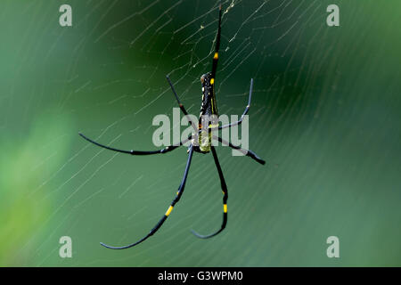 The Giant Wood Spider is a species of arachnid found in India and in other Asian countries. Stock Photo