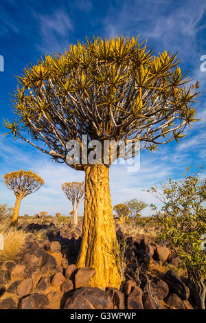 The Quiver Tree Forest (Kokerboom Woud in Afrikaans) is a forest and tourist attraction of southern Namibia. Stock Photo