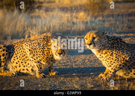 The cheetah (Acinonyx jubatus) is a big cat that occurs mainly in eastern and southern Africa. Stock Photo