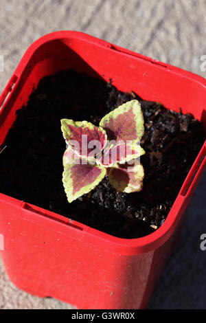 Close up of  Coleus Defiance or known as  Plectranthus scutellarioides seedling  or Painted Nettle Plants growing in a pot Stock Photo