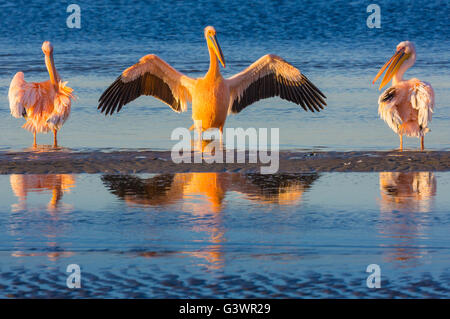 Great white pelicans in Walvis Bay, Namibia. Stock Photo
