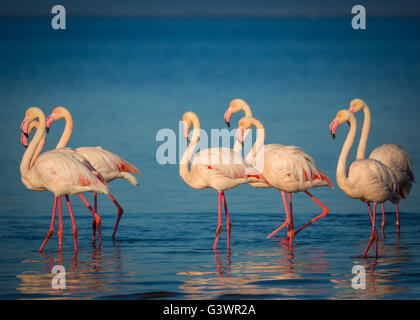 Flamingos are a type of wading bird in the genus Phoenicopterus, the only genus in the family Phoenicopteridae. Stock Photo