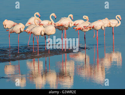 Flamingos are a type of wading bird in the genus Phoenicopterus, the only genus in the family Phoenicopteridae. Stock Photo