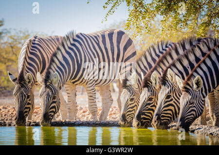 Zebras are several species of African equids (horse family) united by their distinctive black and white striped coats. Stock Photo