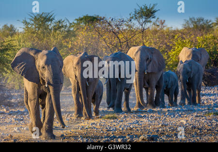 African elephants in Etosha National Park, Namibia. Stock Photo